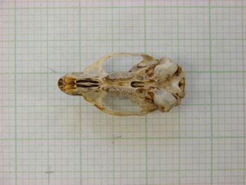 Media type: image;   Mammalogy 31381
